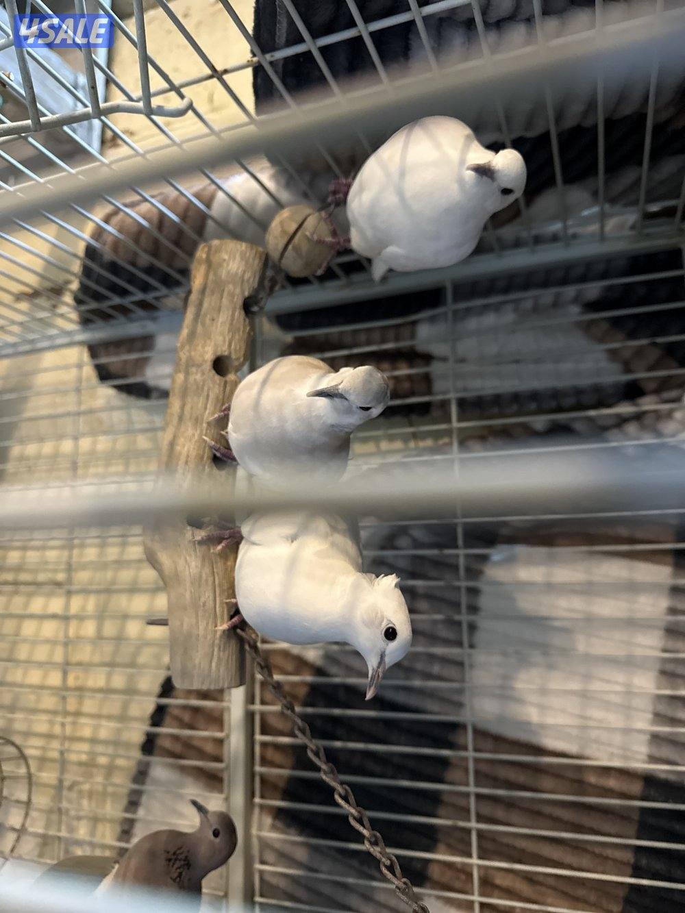 محميات طيور كراوين مع انتاجهم وزيبرا ويمام وطيور حب وزوج نساج1