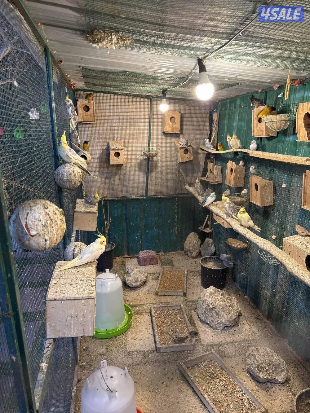 محميات طيور كراوين مع انتاجهم وزيبرا ويمام وطيور حب وزوج نساج2