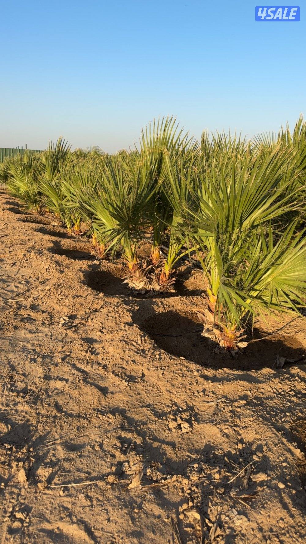 للبيع نخل واشنطنيا صافي ارتفاع متر إلى 1.5متر🌴يوجد احادي وثنائي وثلاثي0