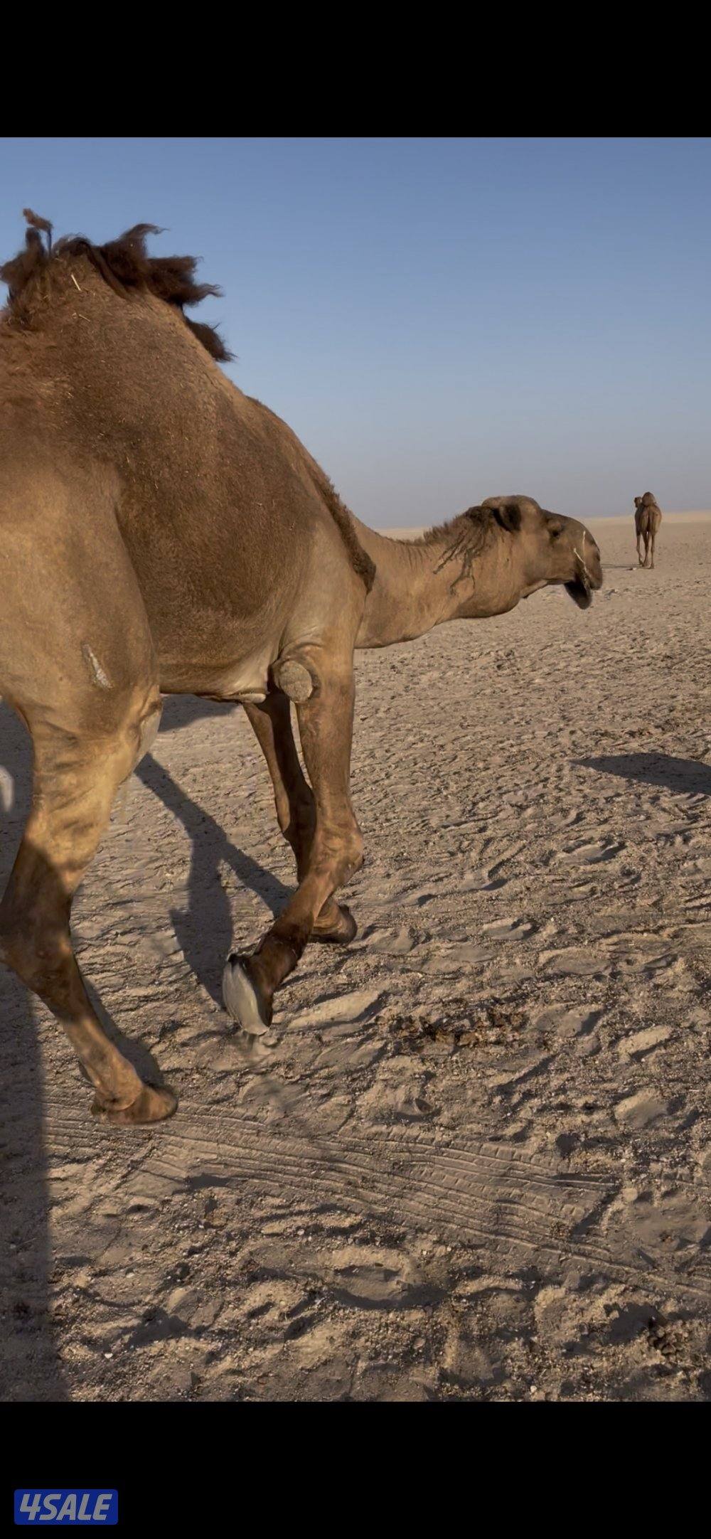 للبيع فحل غرنوقي منتج0