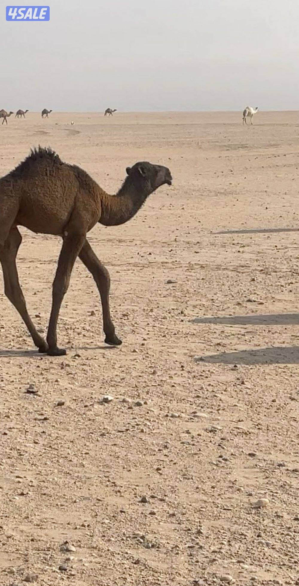 للبيع فحل غرنوقي منتج1