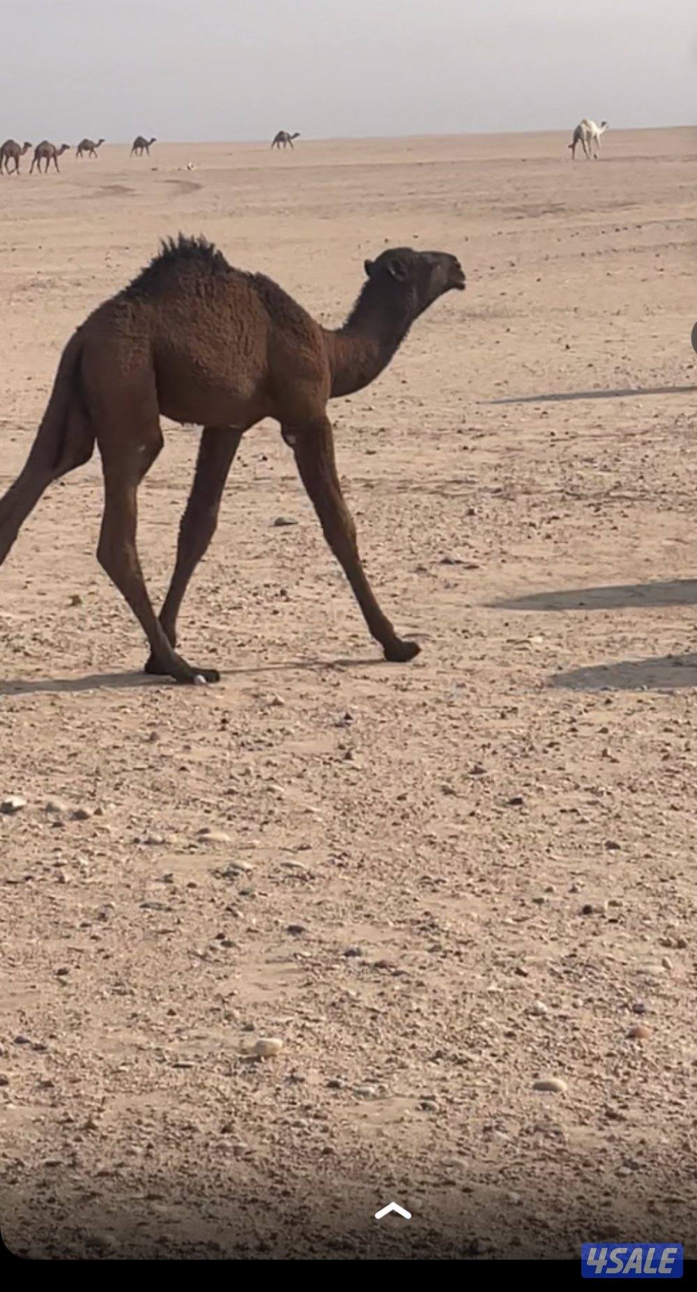 للبيع فحل غرنوقي منتج2