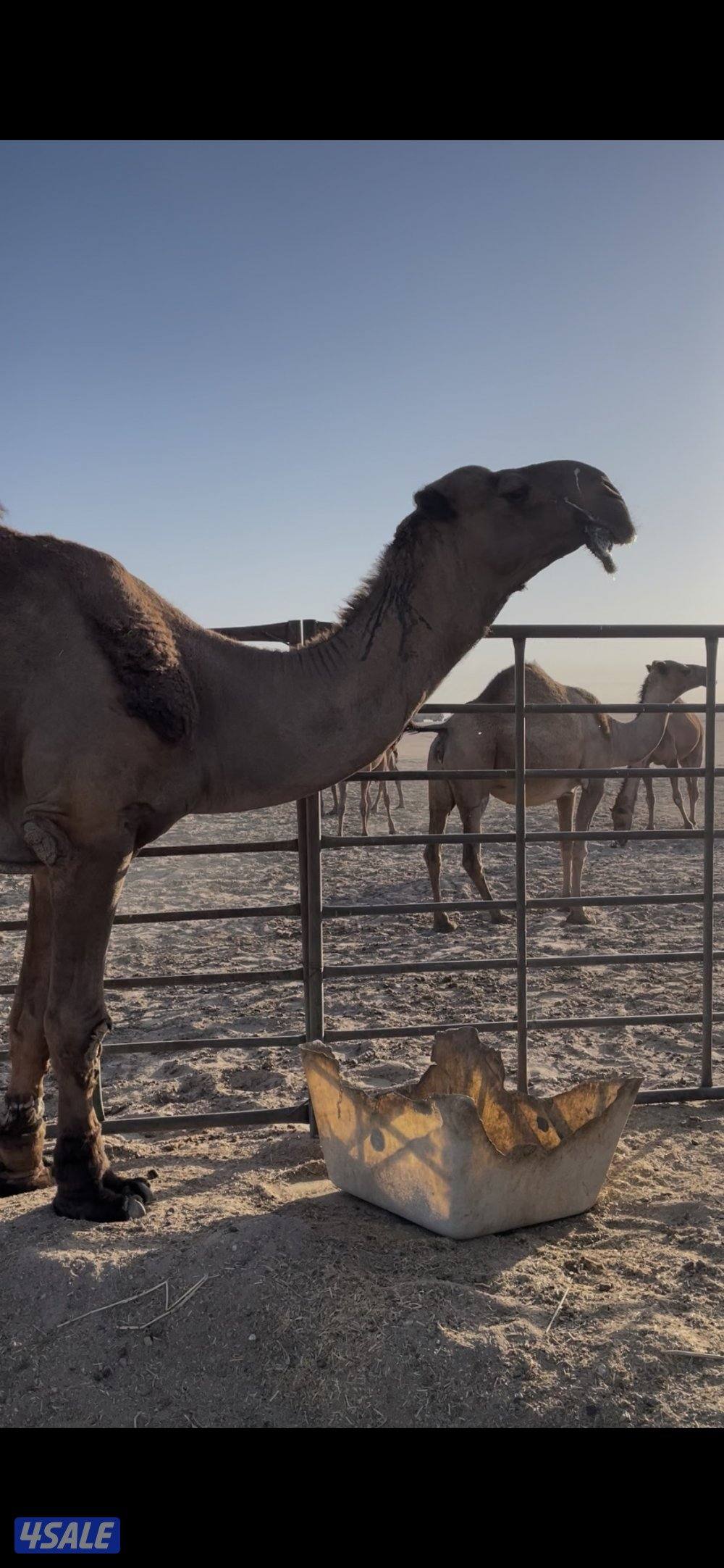 للبيع فحل غرنوقي منتج3