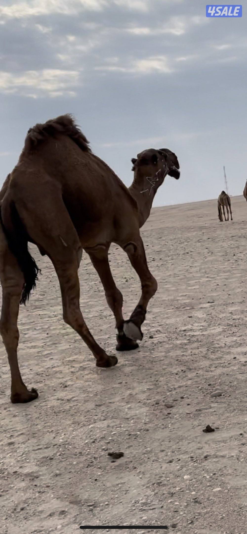 للبيع فحل غرنوقي منتج4