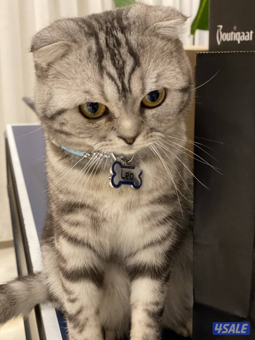 للبيع 3 قطط سكوتش فولد ذكر و 2 انثى الوحده ب 50 دينار وتساب0