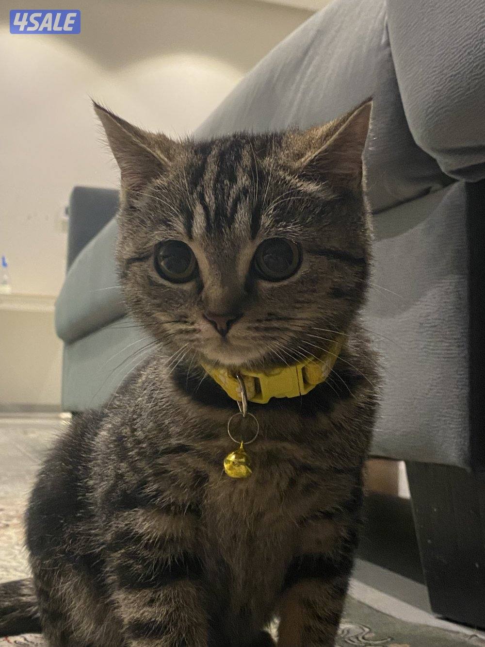 للبيع 3 قطط سكوتش فولد ذكر و 2 انثى الوحده ب 50 دينار وتساب1