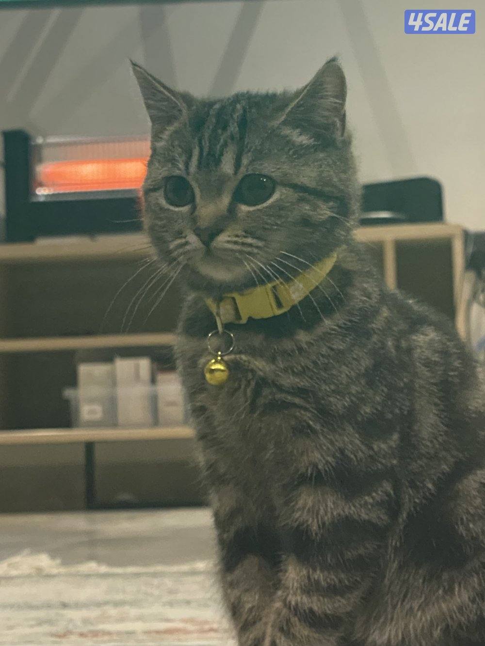 للبيع 3 قطط سكوتش فولد ذكر و 2 انثى الوحده ب 50 دينار وتساب2