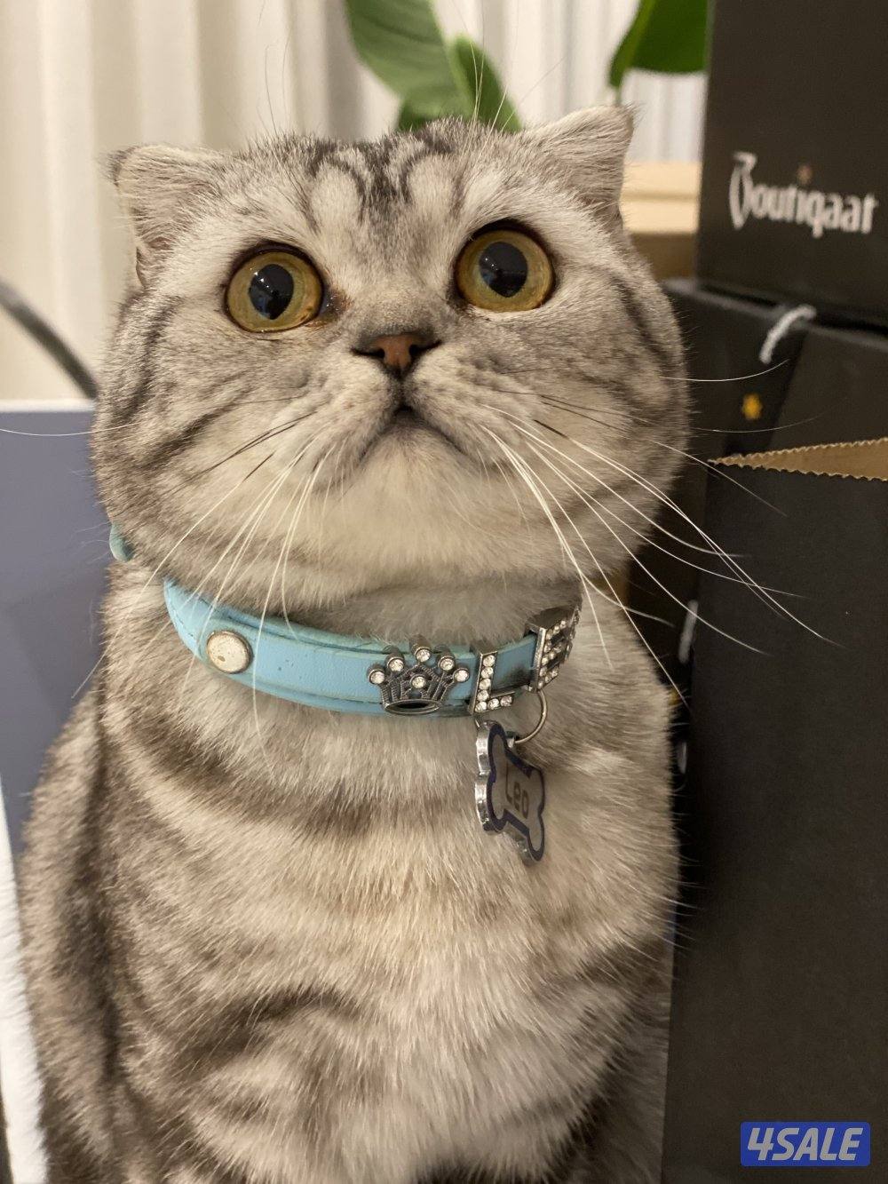 للبيع 3 قطط سكوتش فولد ذكر و 2 انثى الوحده ب 50 دينار وتساب3