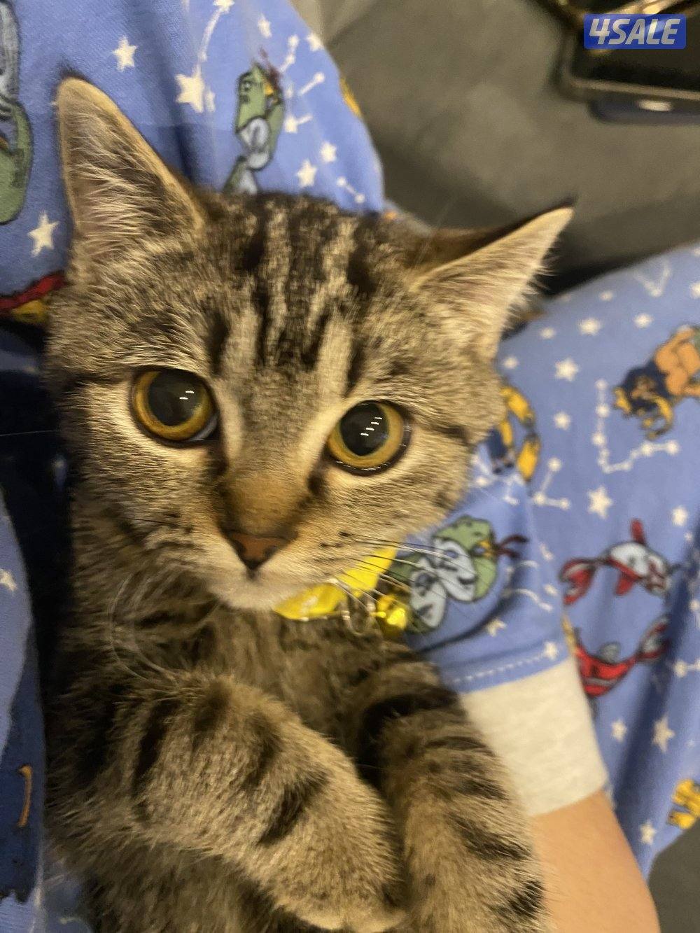 للبيع 3 قطط سكوتش فولد ذكر و 2 انثى الوحده ب 50 دينار وتساب5