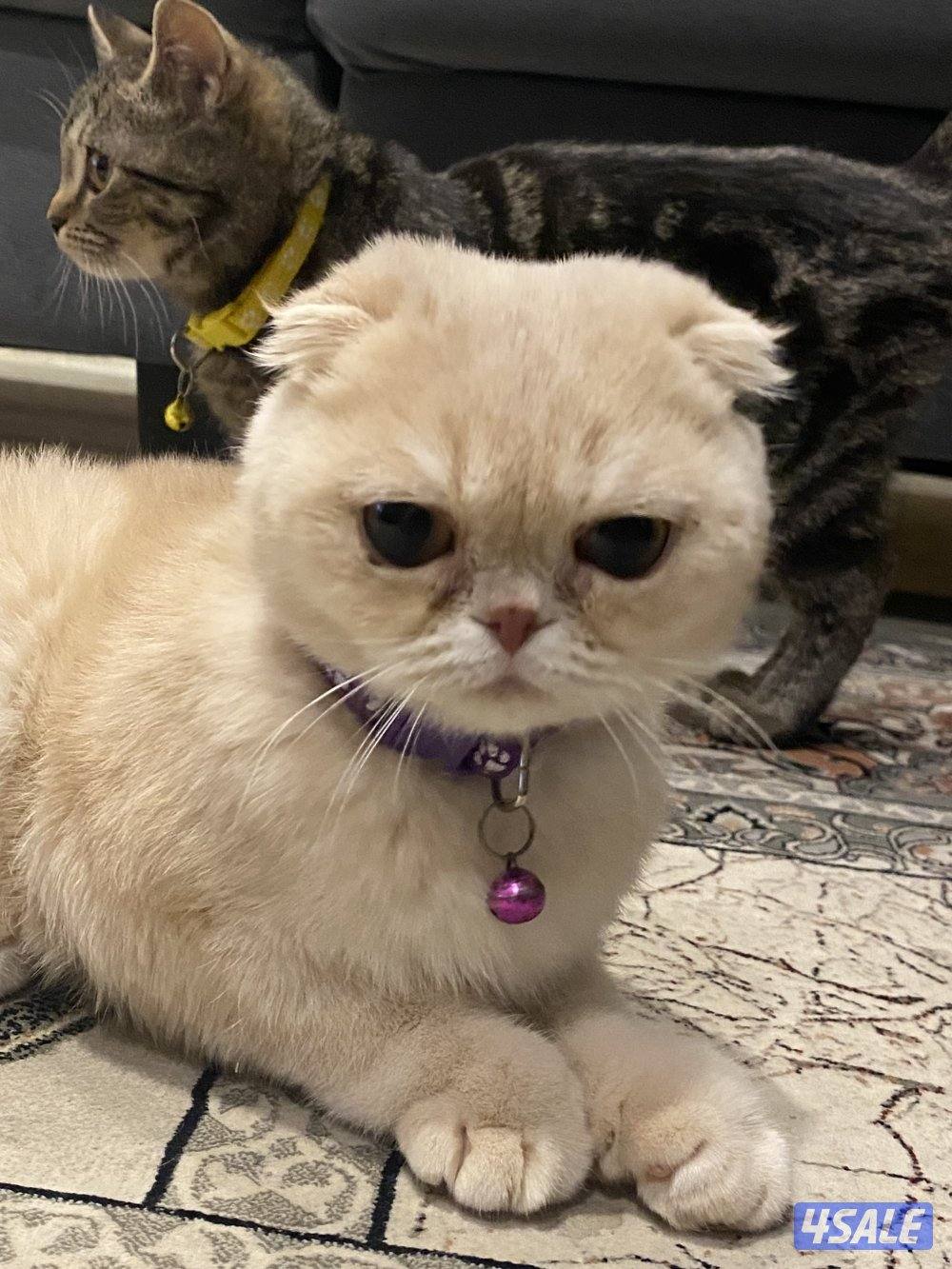 للبيع 3 قطط سكوتش فولد ذكر و 2 انثى الوحده ب 50 دينار وتساب6