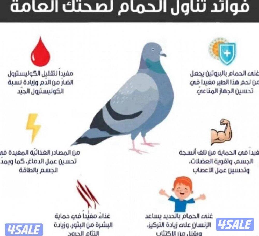 فروخ حمام زاجل+ لاحم فرنسي + بط شرط السمنه والحجم + طبخ + توصيل سريع14