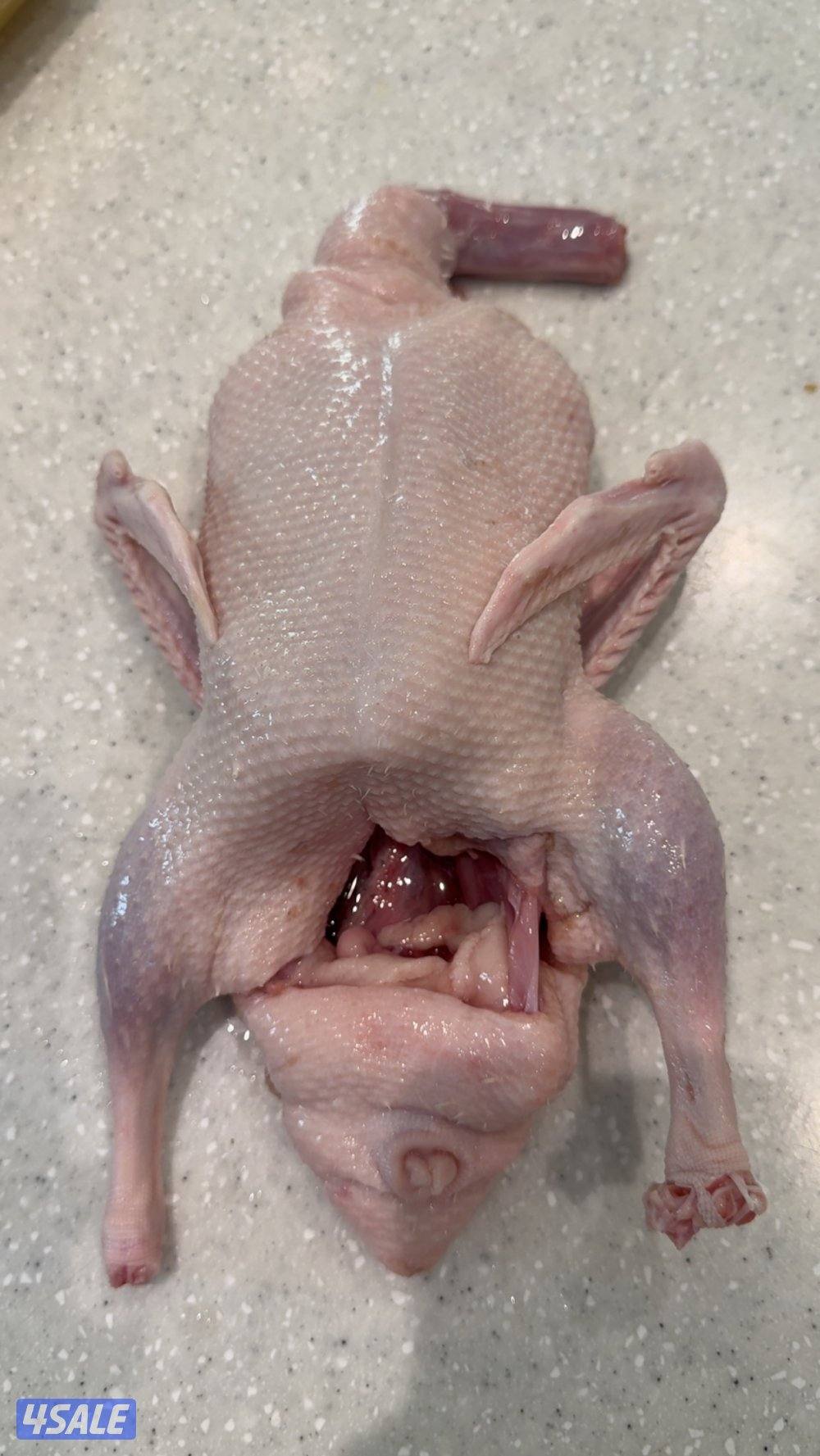 فروخ حمام زاجل+ لاحم فرنسي + بط شرط السمنه والحجم + طبخ + توصيل سريع15