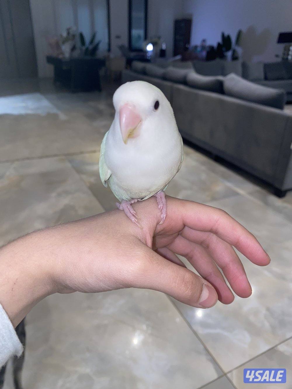 طير لوفبيرد للبيع السعر 350