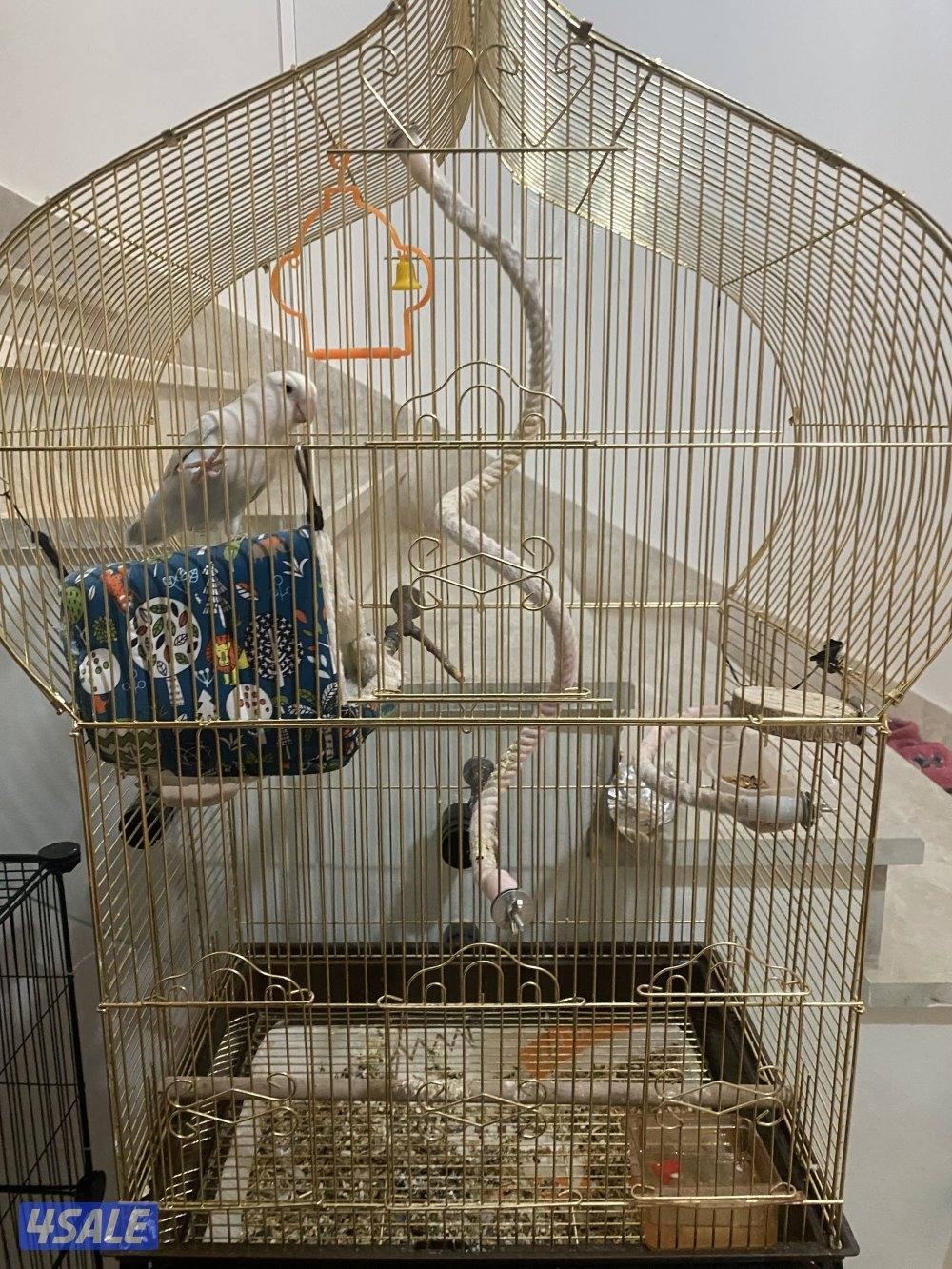 طير لوفبيرد للبيع السعر 351