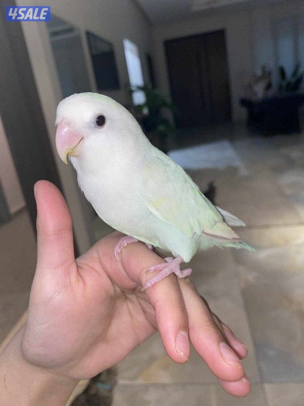 طير لوفبيرد للبيع السعر 352