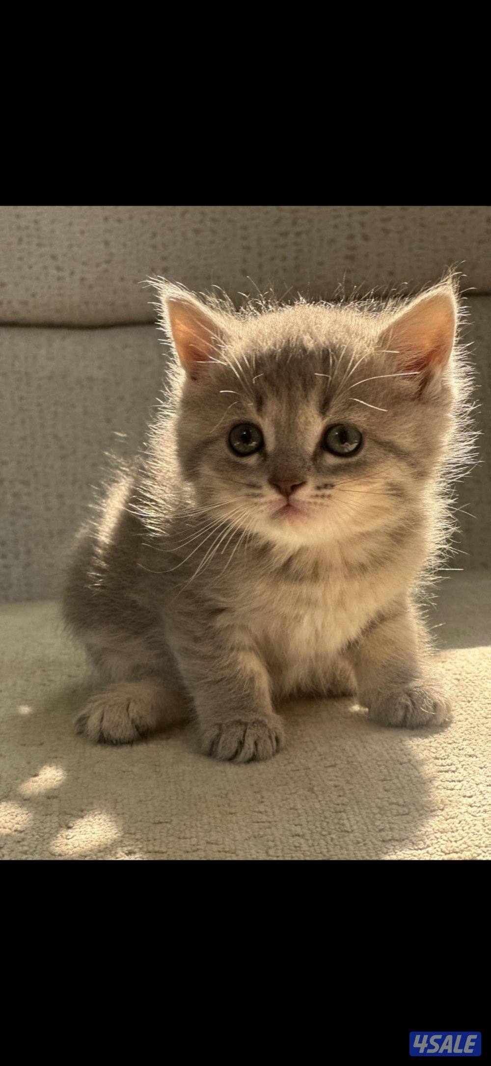 ٤ كتن برتش شورت هير0