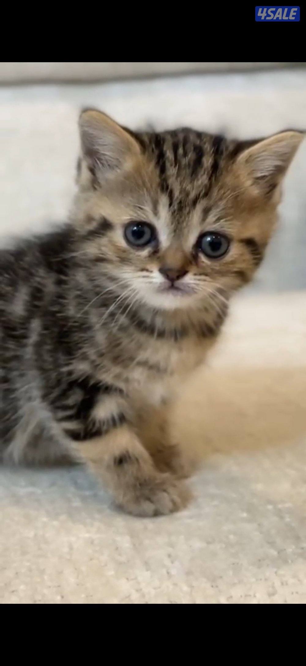 ٤ كتن برتش شورت هير1