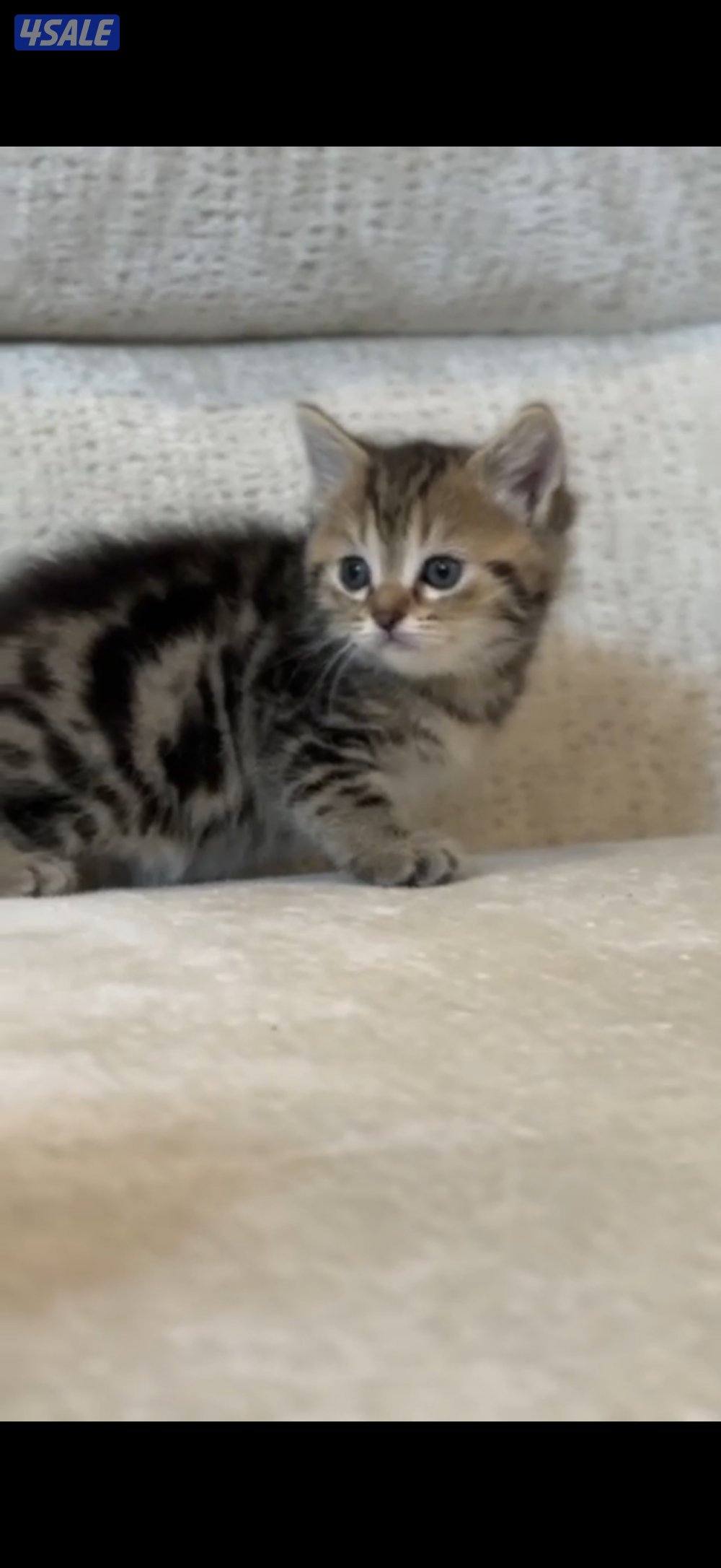 ٤ كتن برتش شورت هير2