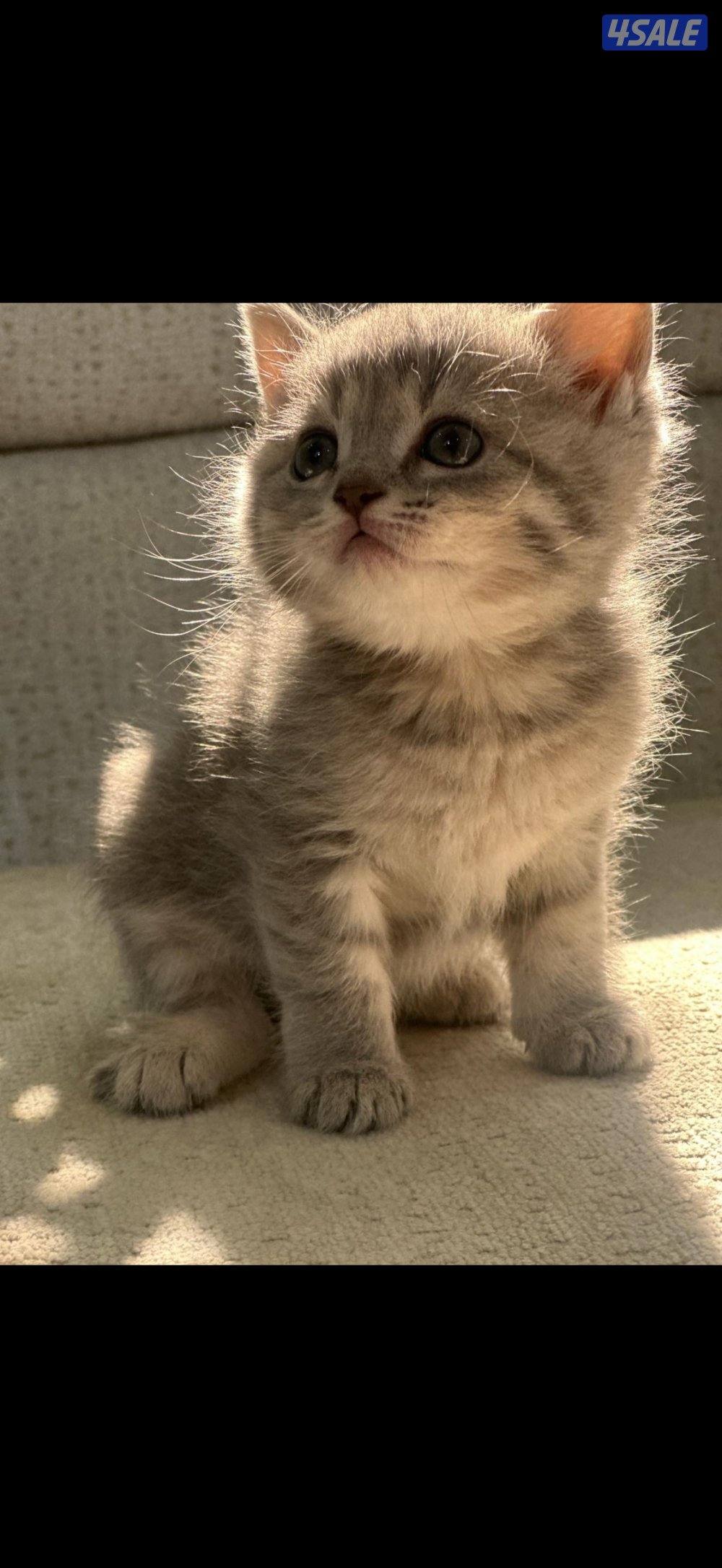 ٤ كتن برتش شورت هير3