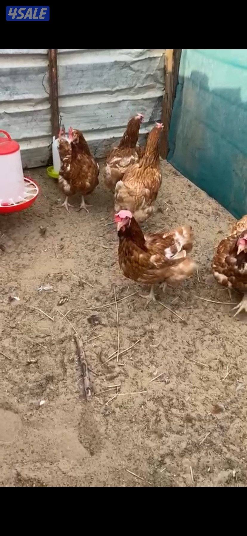 الهولندي على ٤والبلجيكي ٧٥٠0