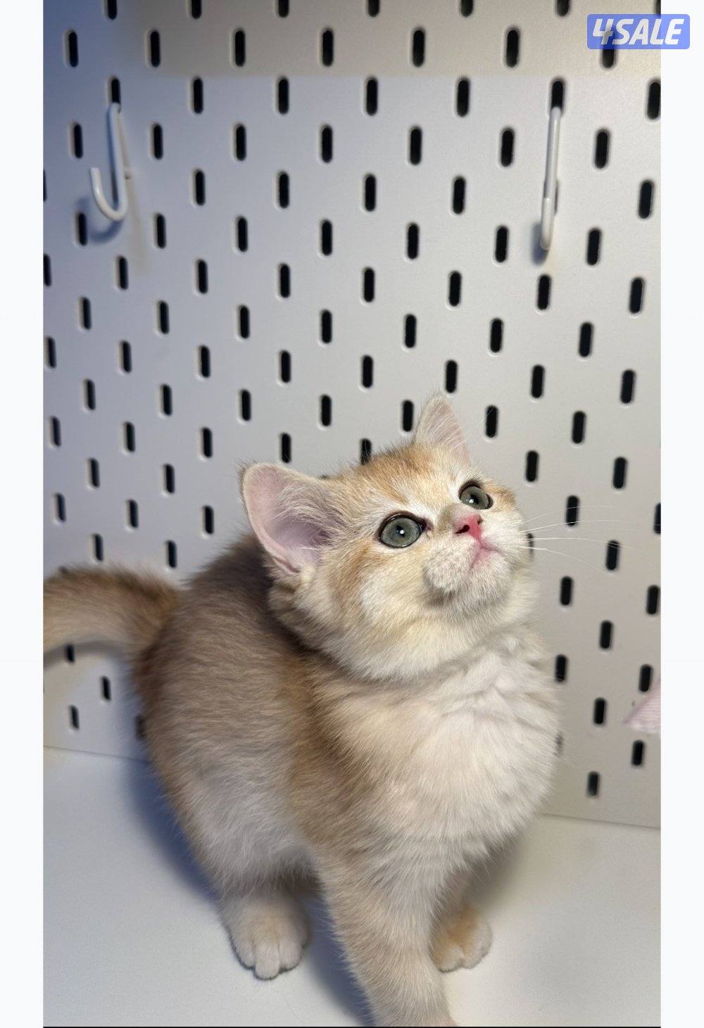 كتنز للبيع قابل للمساومة0