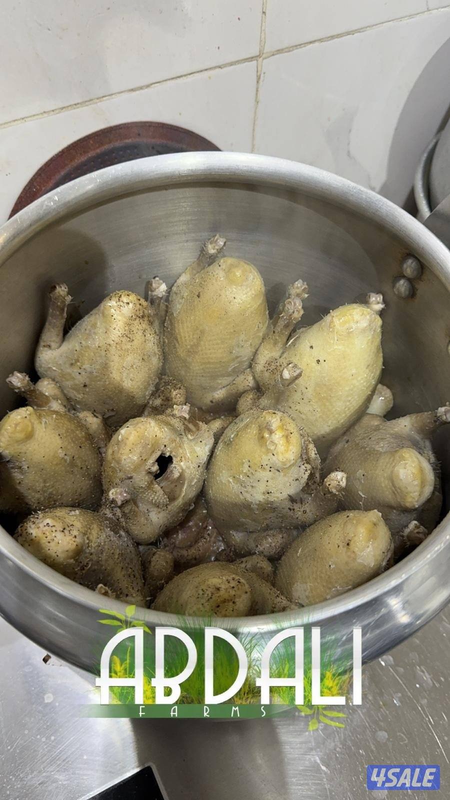 فروخ حمام للاكل0