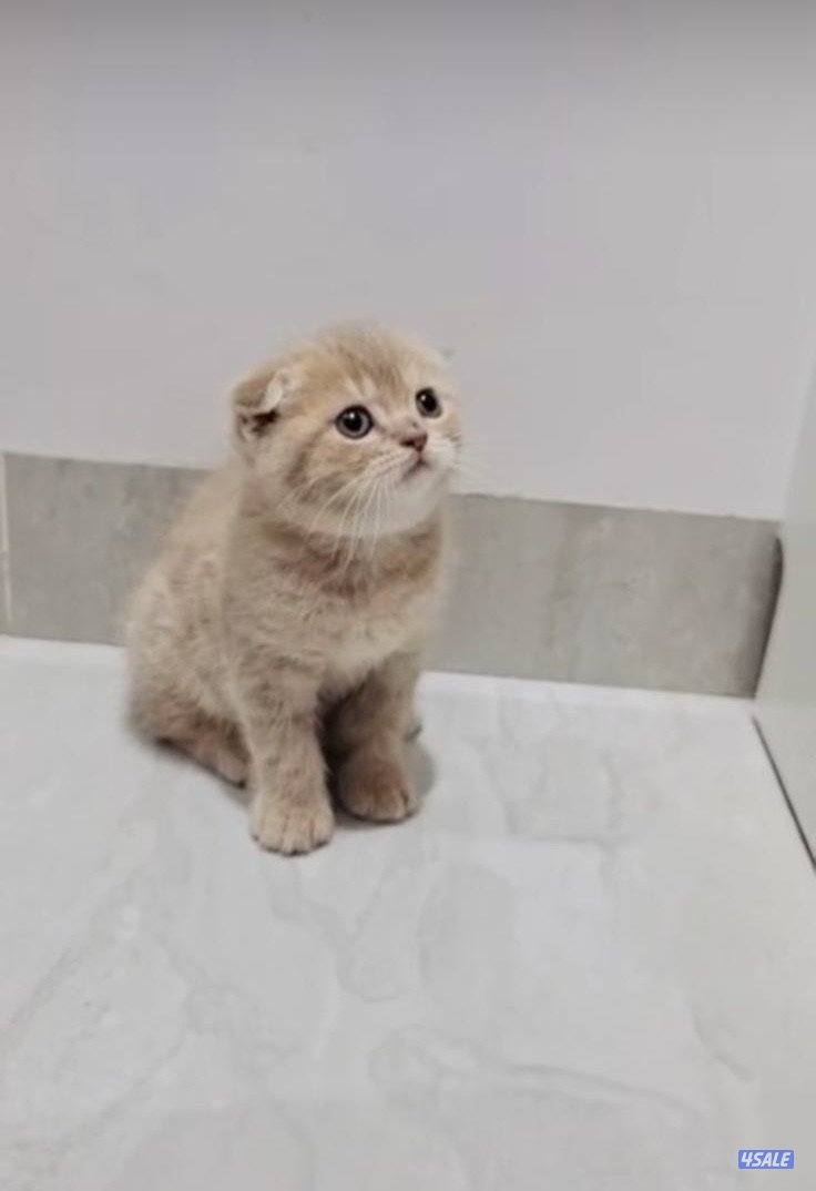 سكوتش شورت هير ،،،اقزام،،،التوصيل خلال ساعه ،،، بيووووور3