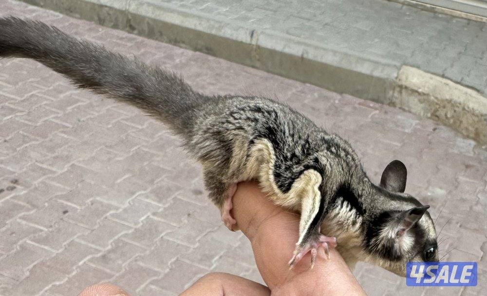 للبيع شوقر قلايدر اليف 🦨2