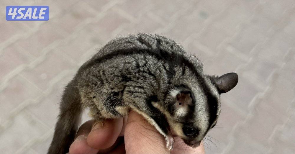 للبيع شوقر قلايدر اليف 🦨1