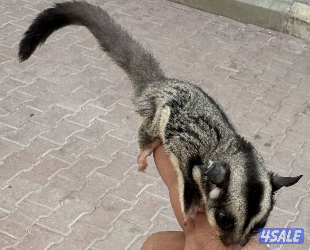 للبيع شوقر قلايدر اليف 🦨3