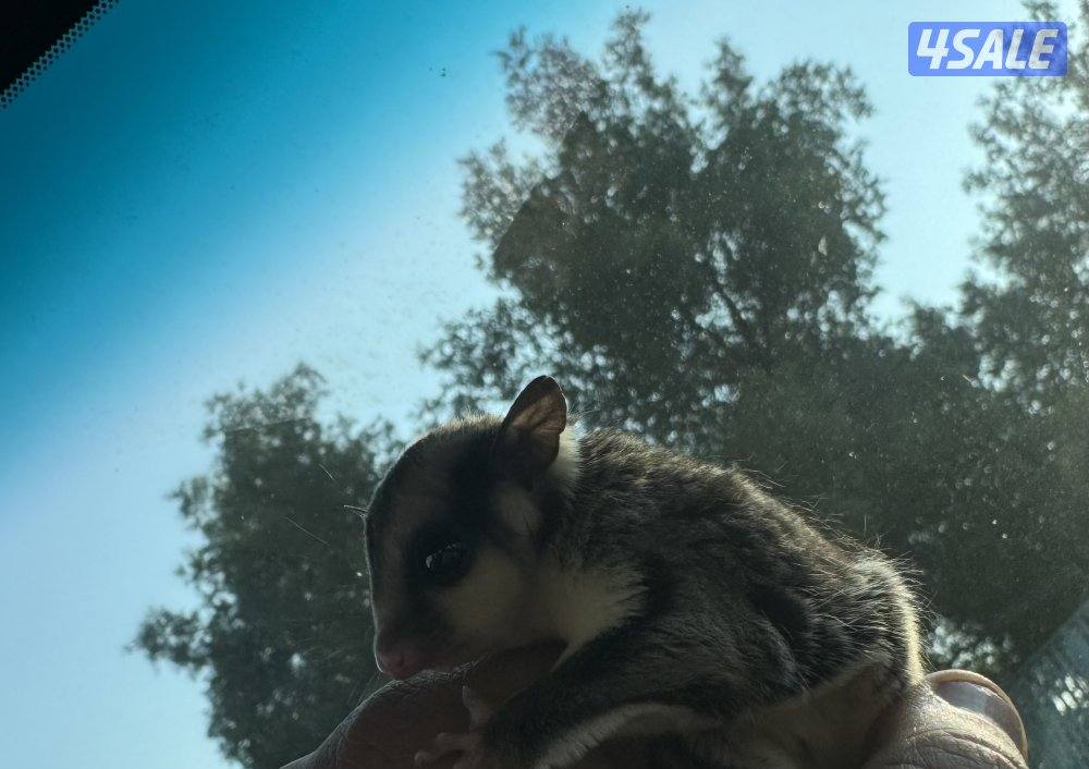 للبيع شوقر قلايدر اليف 🦨4