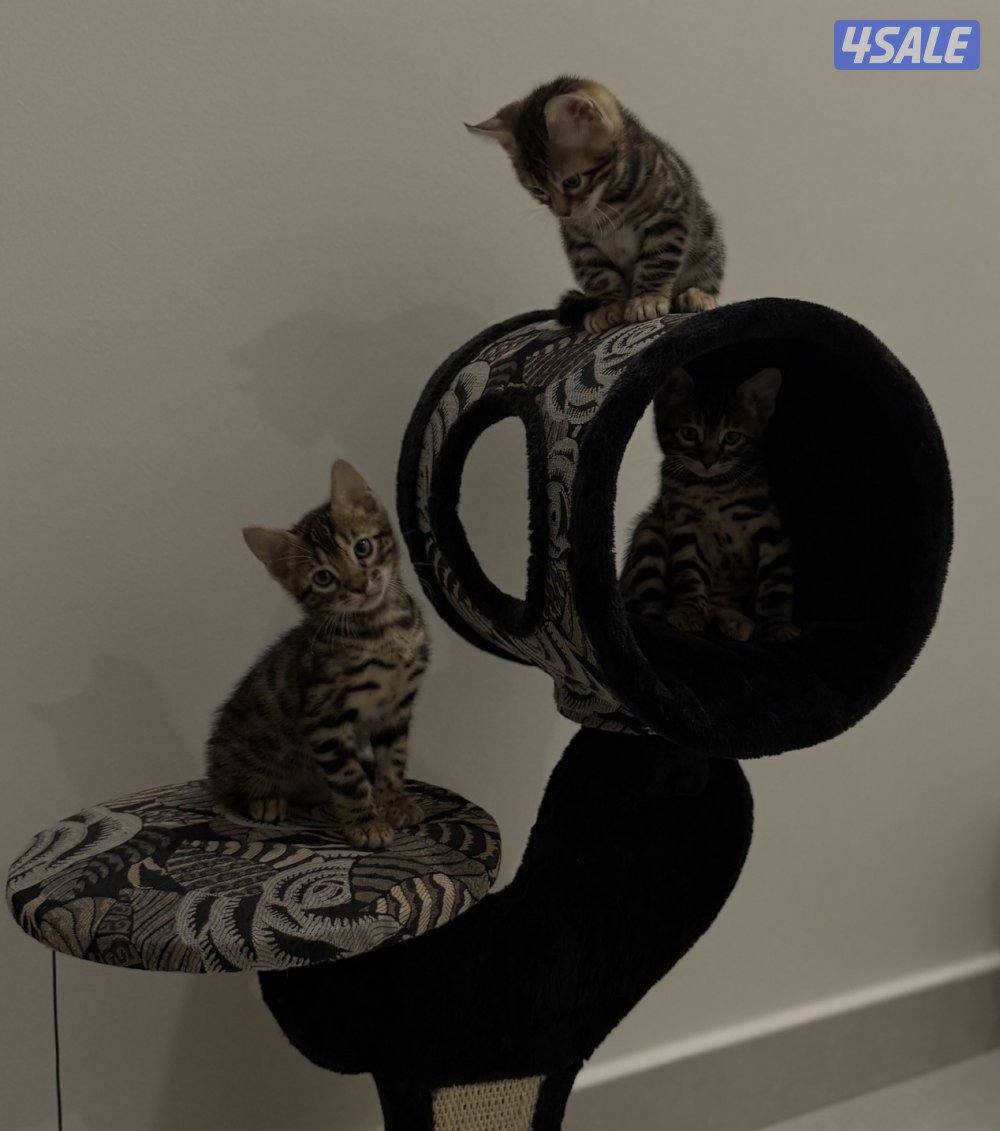 Bengal kitten / mother for sale0