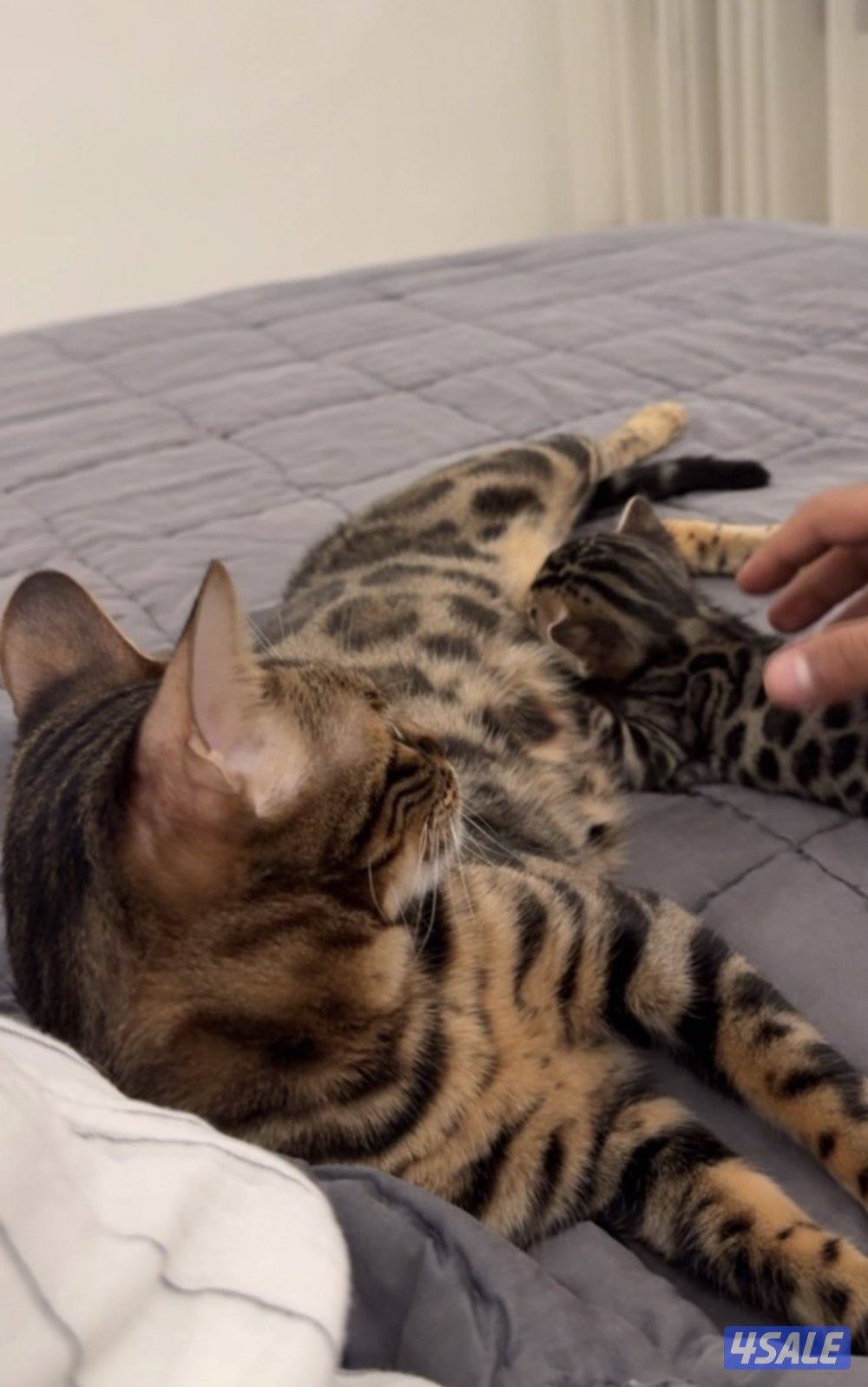 Bengal kitten / mother for sale1