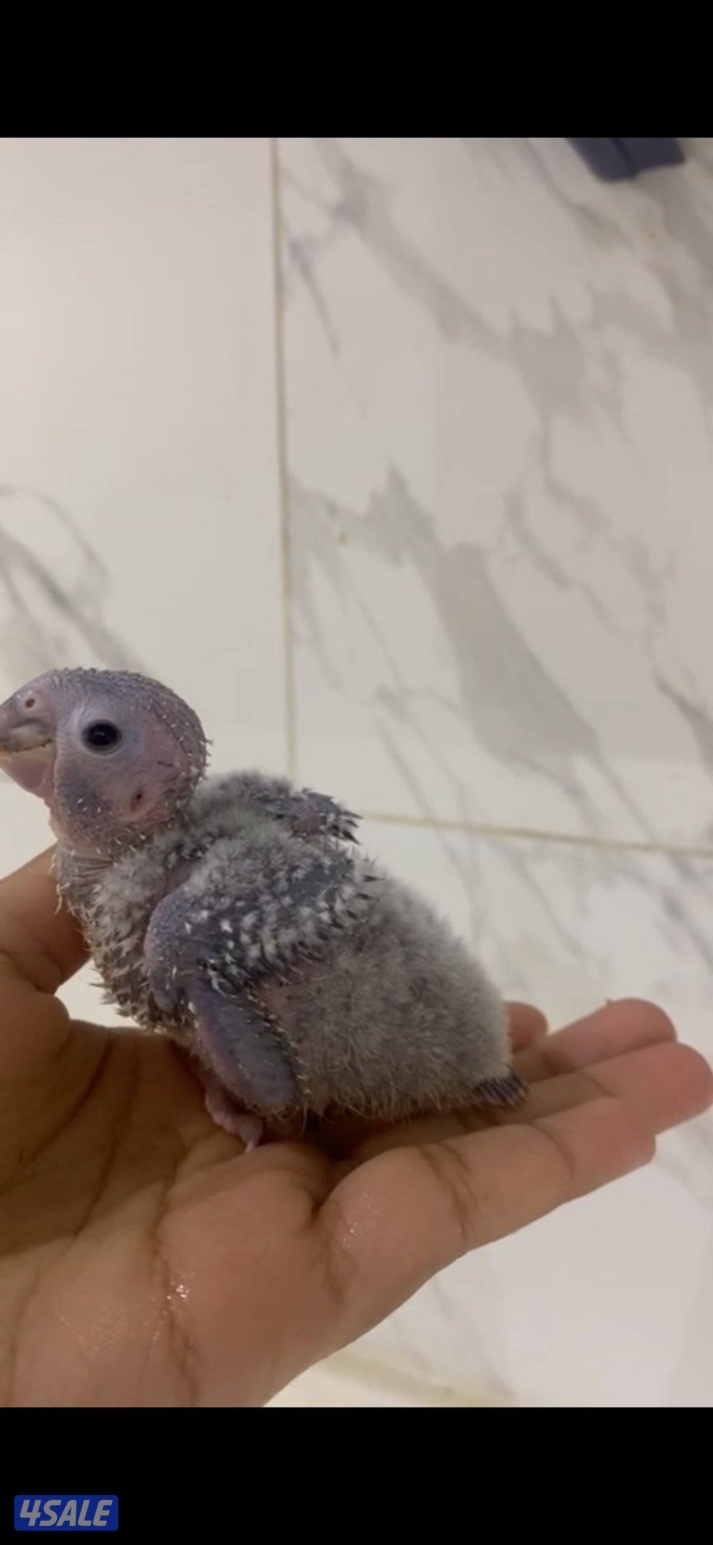 فقاسات الرابطة العالمية جوده للطيور1