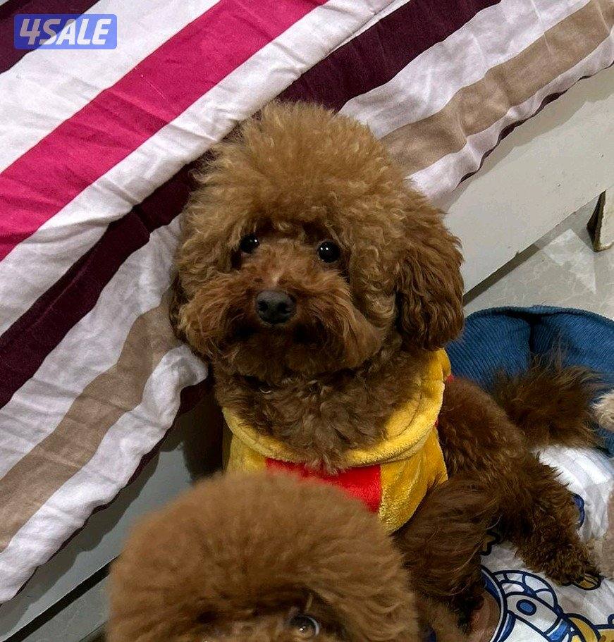 للتزاوج فقط ذكر بودل0