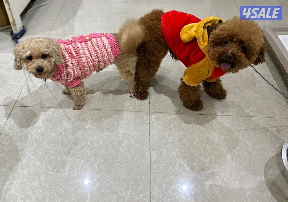 للتزاوج فقط ذكر بودل2