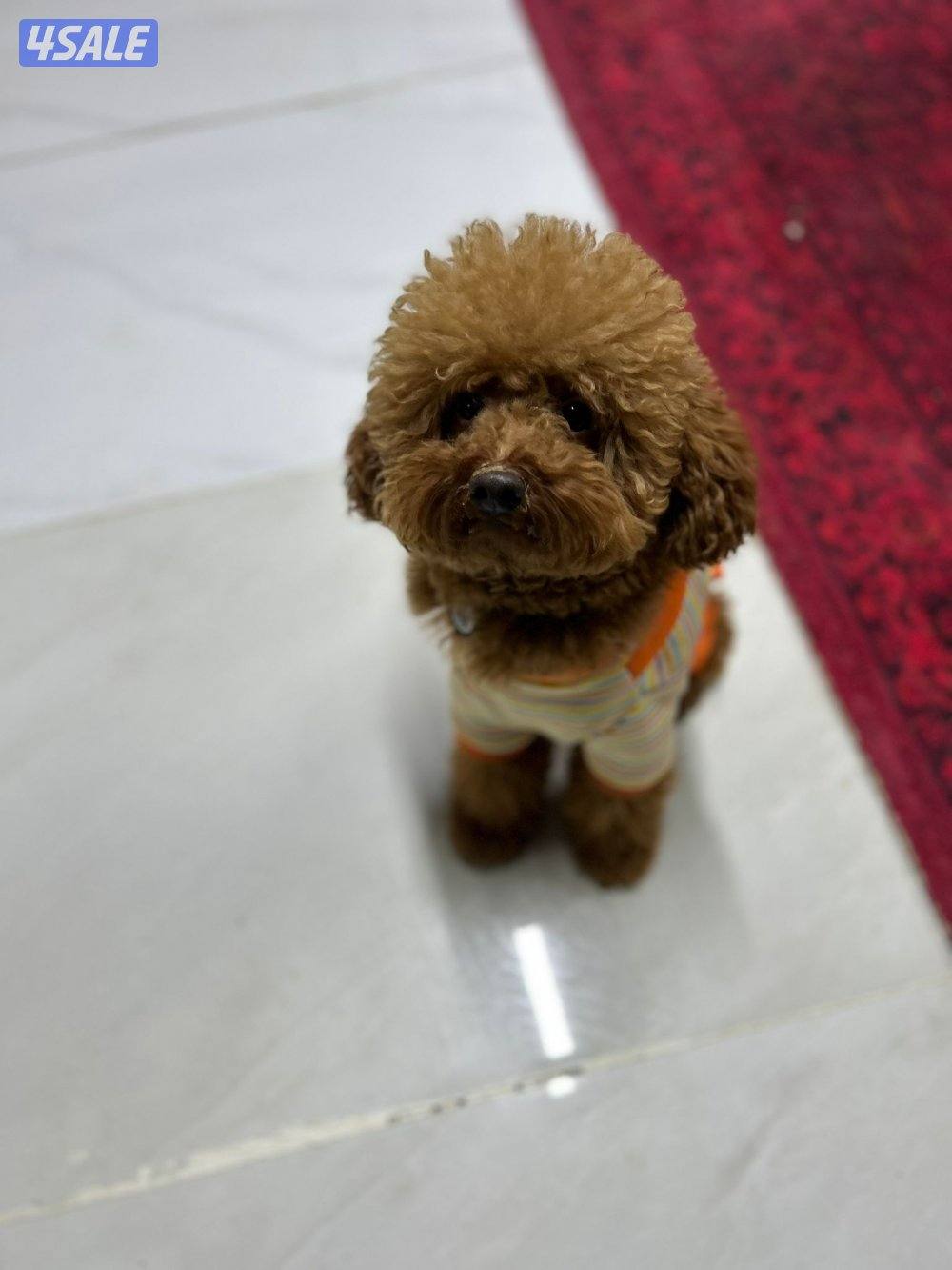 للتزاوج فقط ذكر بودل1