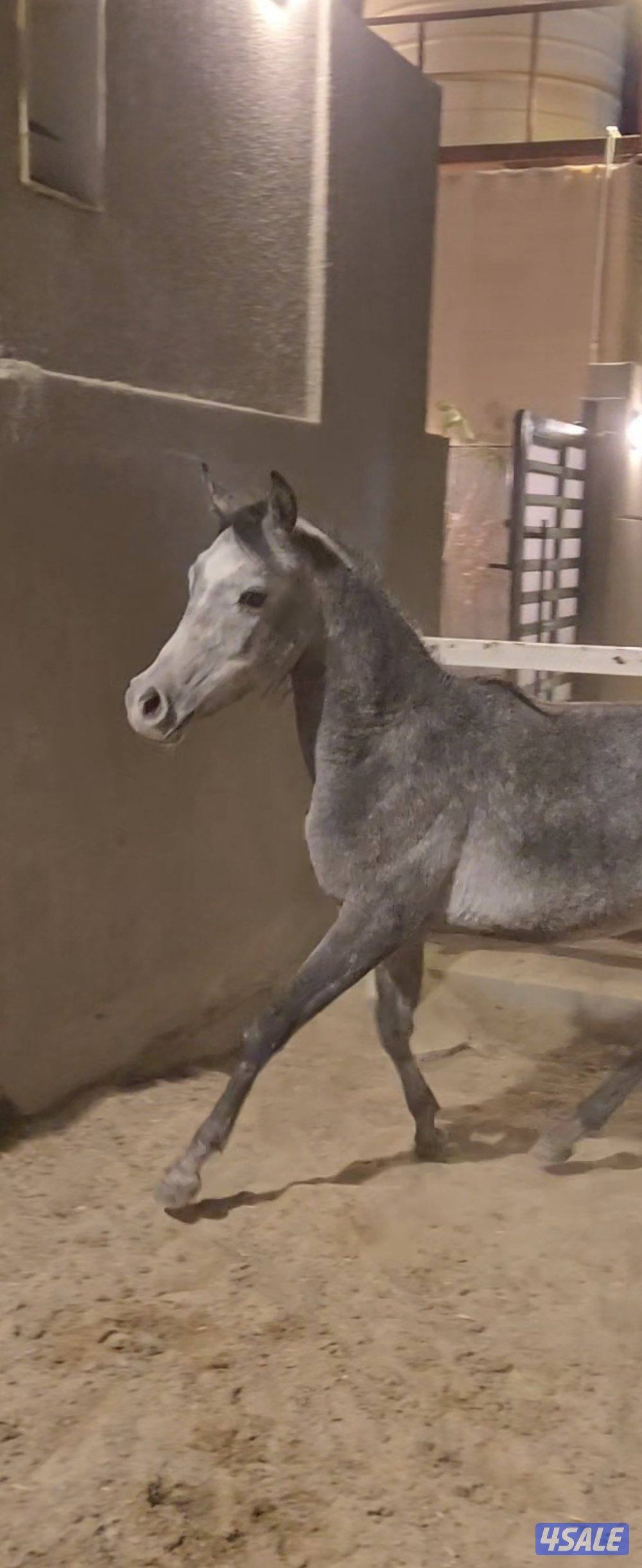 للبيع فلو بلدي0