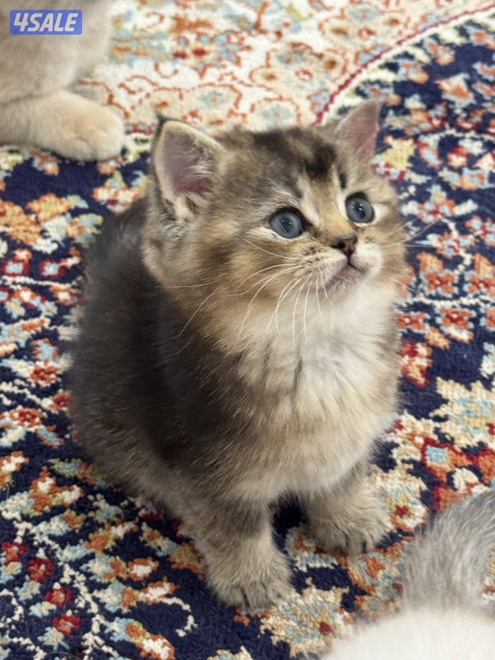 للبيع كتين سكوتش فولد وستريت بيور شي نظيف1