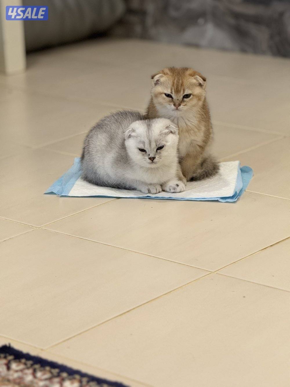 للبيع كتين سكوتش فولد وستريت بيور شي نظيف2