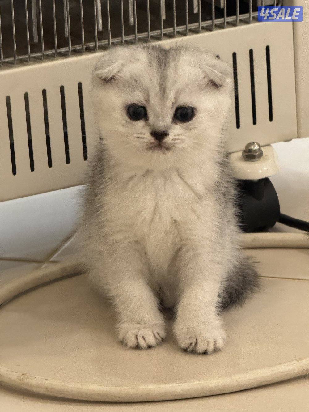 للبيع كتين سكوتش فولد وستريت بيور شي نظيف3