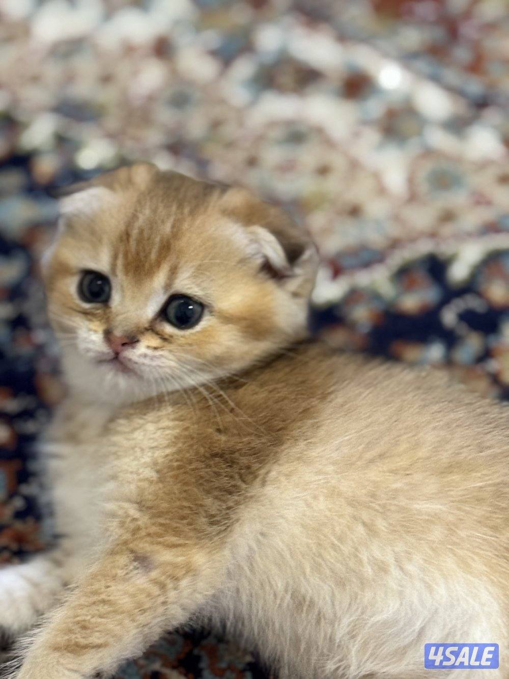 للبيع كتين سكوتش فولد وستريت بيور شي نظيف4