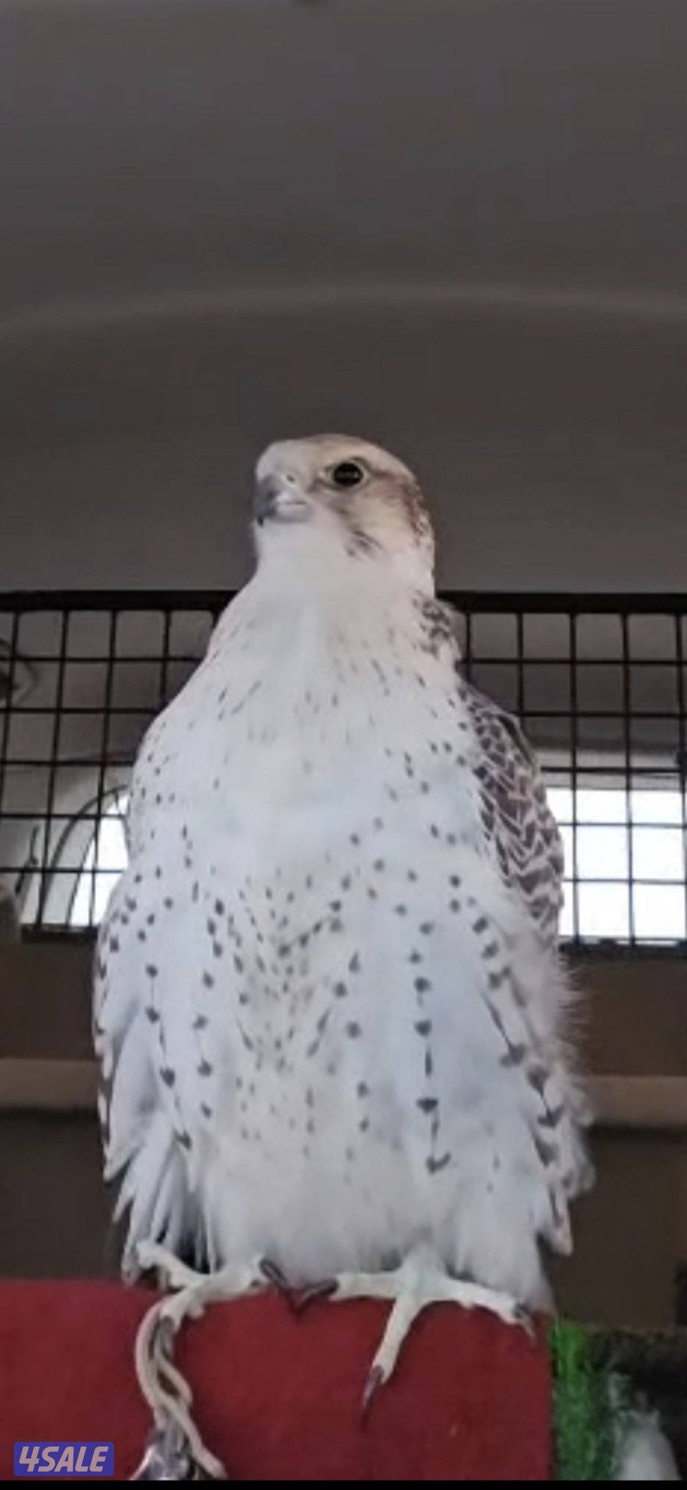 للبيع حر روسي 17 × 170