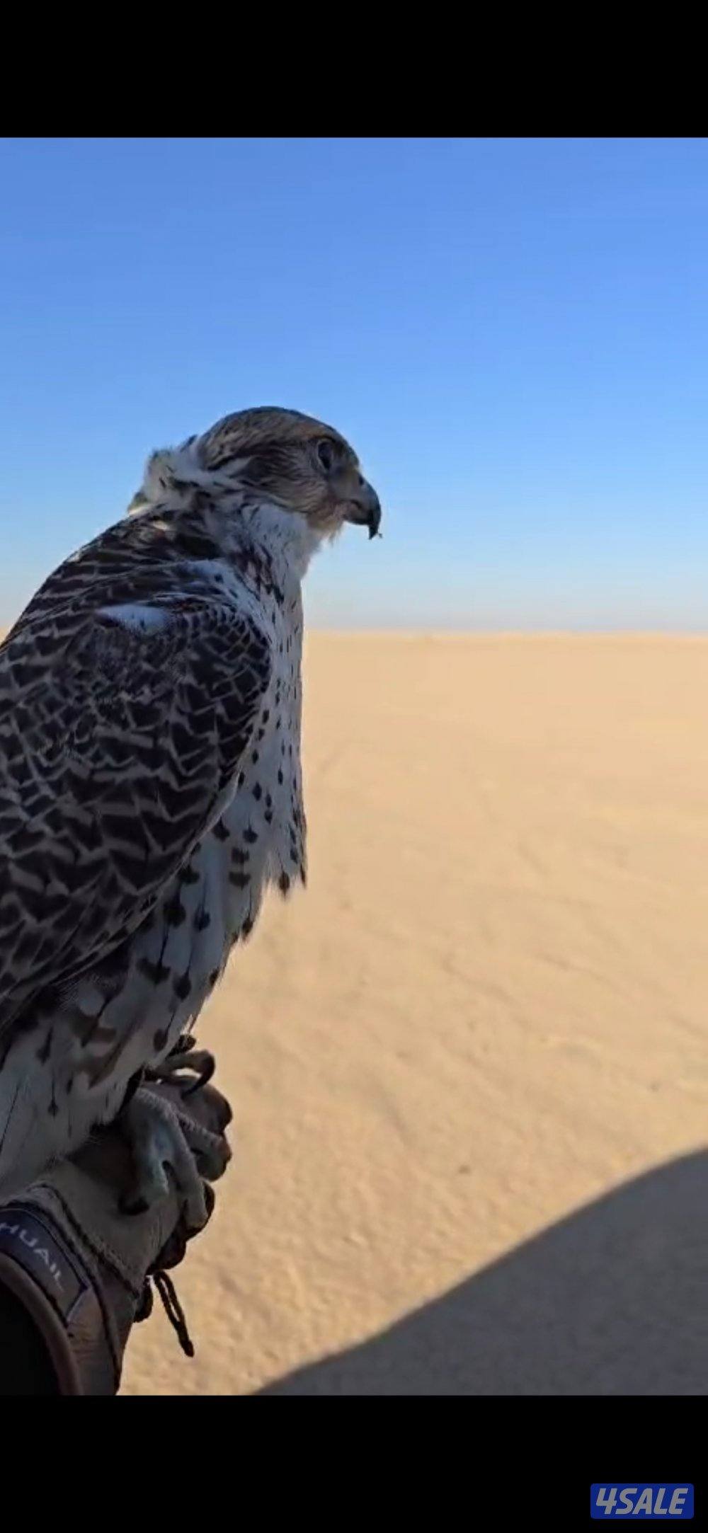 للبيع حر روسي 17 × 171