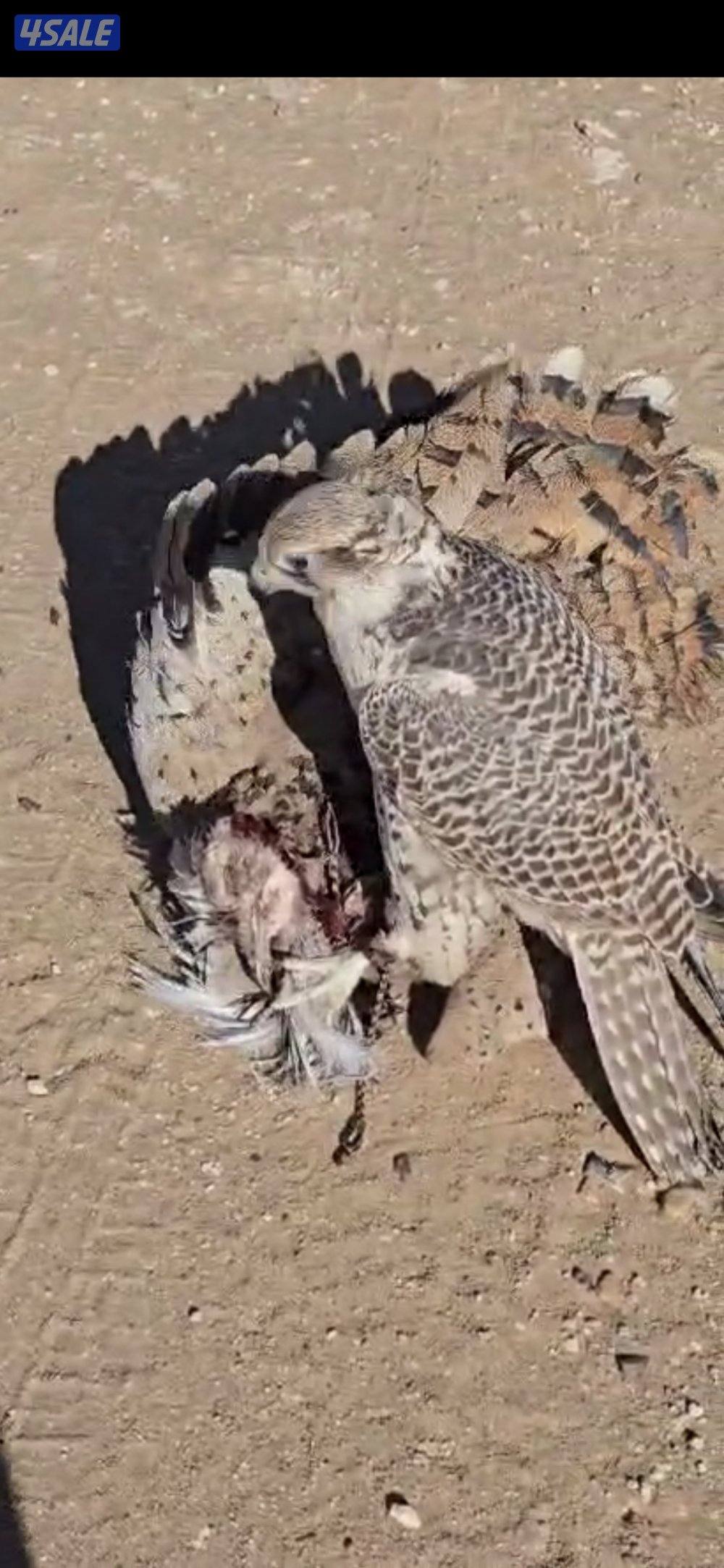 للبيع حر روسي 17 × 172