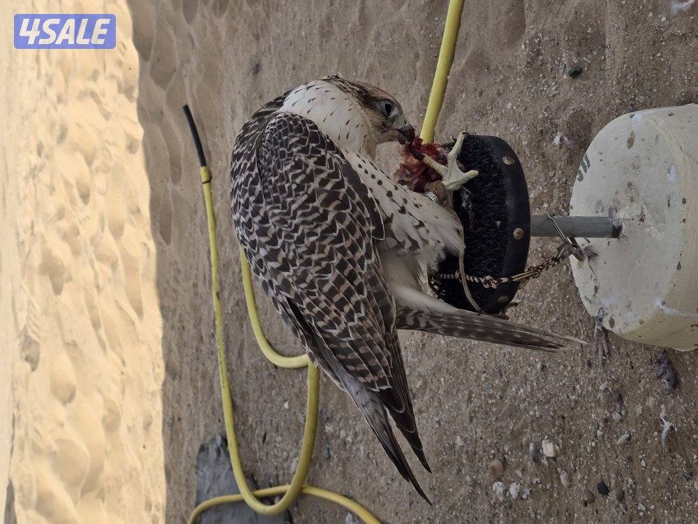 للبيع حر روسي 17 × 173