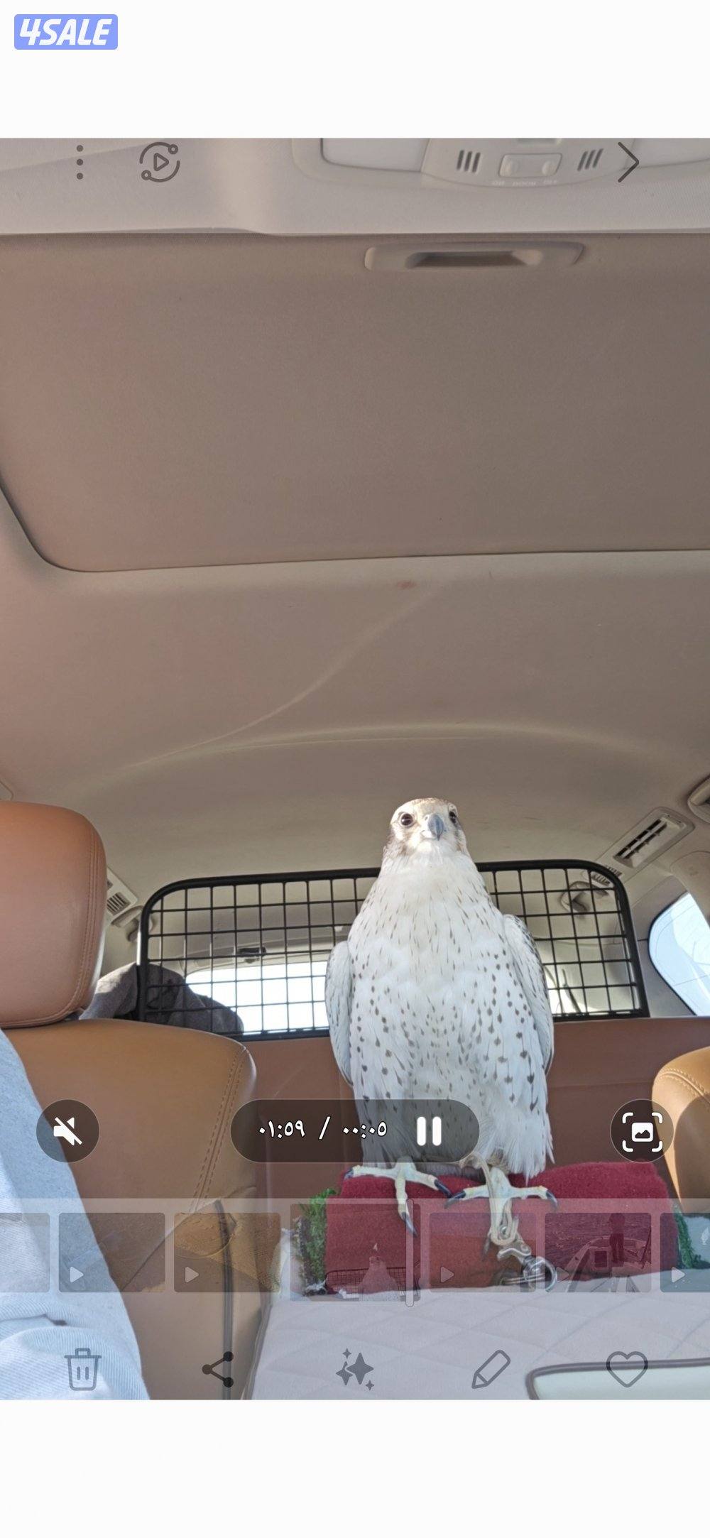 للبيع حر روسي 17 × 175