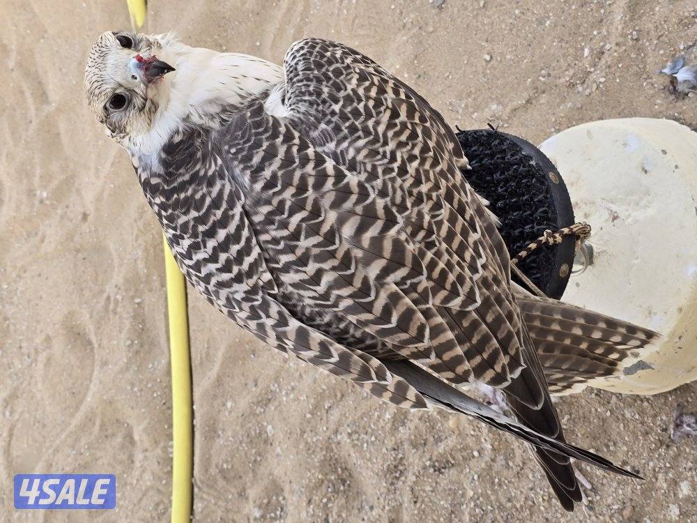 للبيع حر روسي 17 × 176