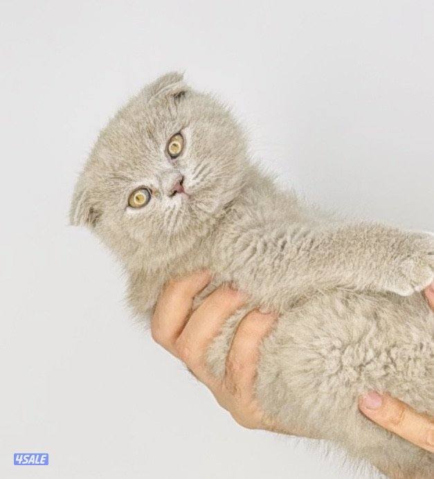 سكوتش شورت هير ،،،اقزام،،،التوصيل خلال ساعه ،،، بيووووور4