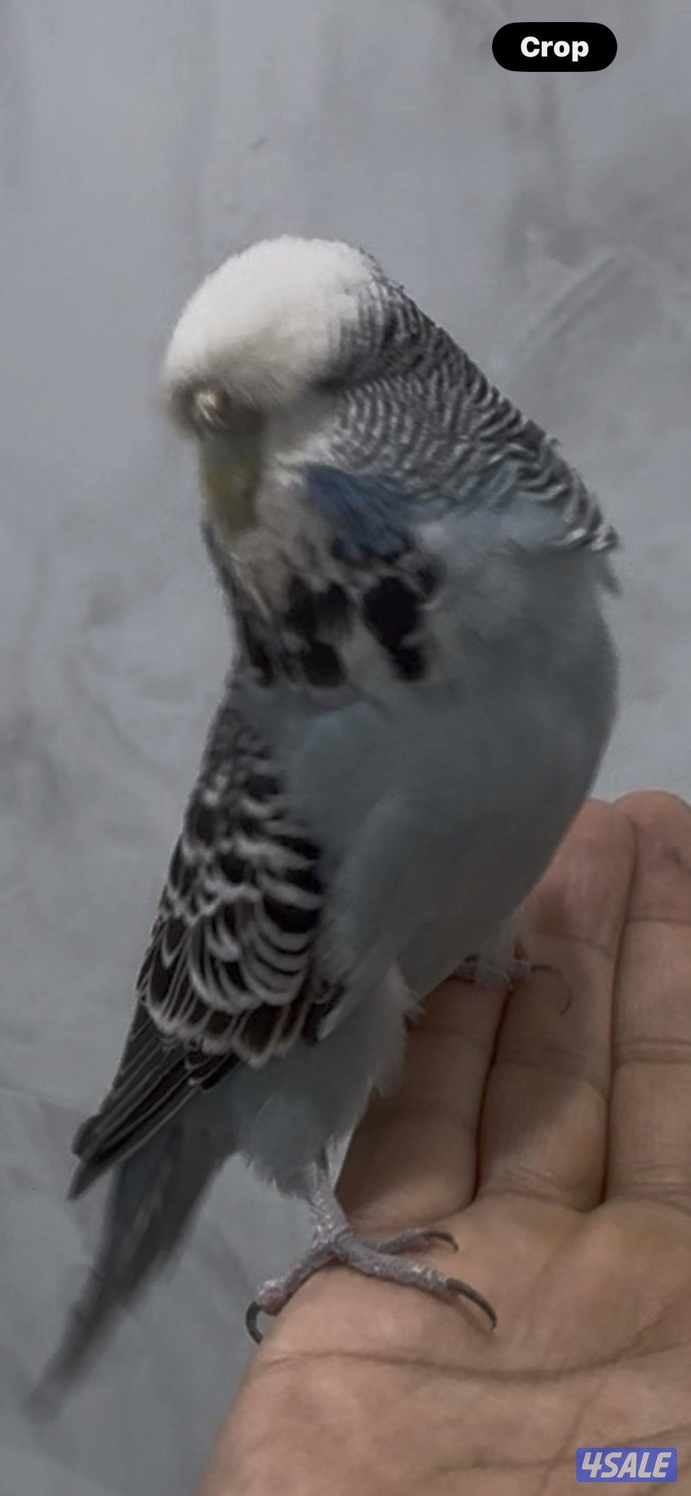 للبيع طائر الكاردينال و ٢ بادجي1